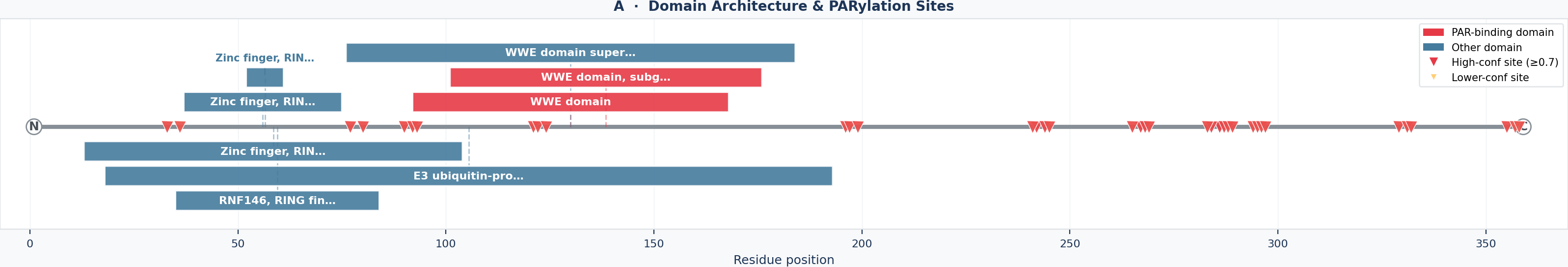 Panel A – Domain Architecture